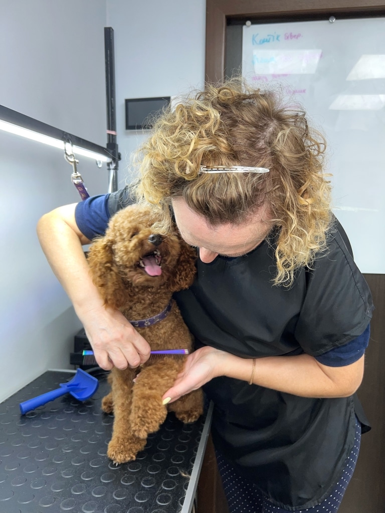 Коричневий мальтіпу дав передню лапку грумеру для вичісування шерсті фіолетовим гребінцем