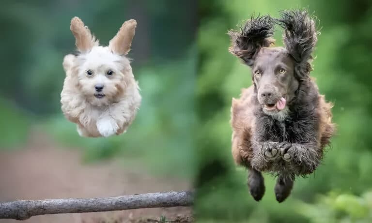 Коричневий спанієль та кремовий пес сфотографовані під час стрибка так, наче вони летять над землею