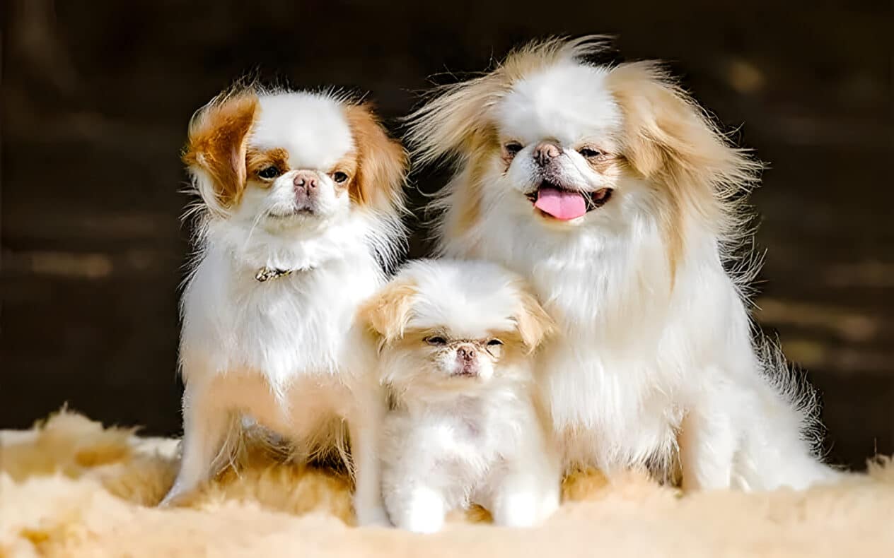 Японский хин - груминг салон V.O.G DOG