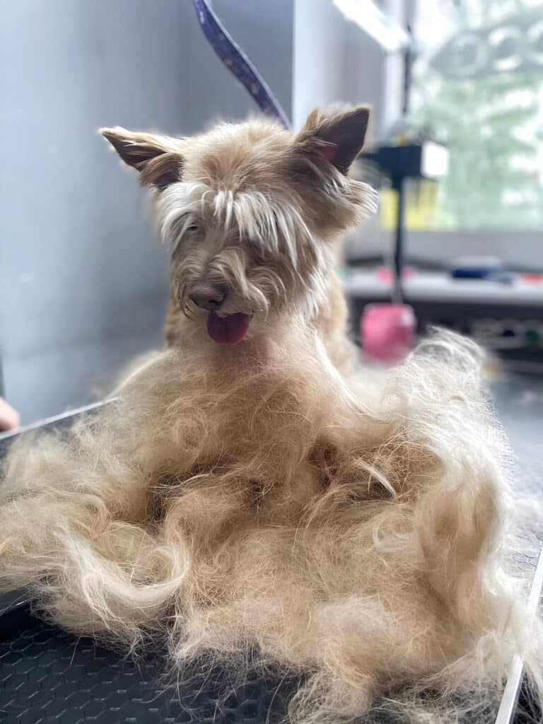 З-під вичесаного підшерстя видно лише голову собаки з гострими вушками, що стирчать