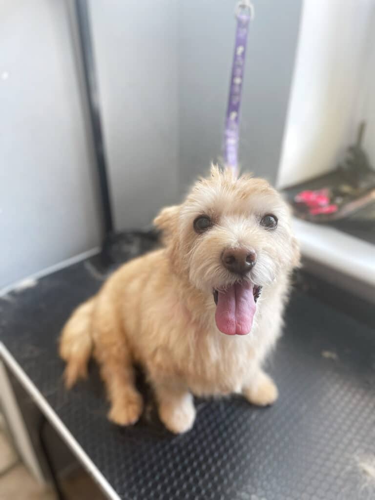 Бежевий пес сидить на столі з фіолетовою ринговкою на шиї для безпеки