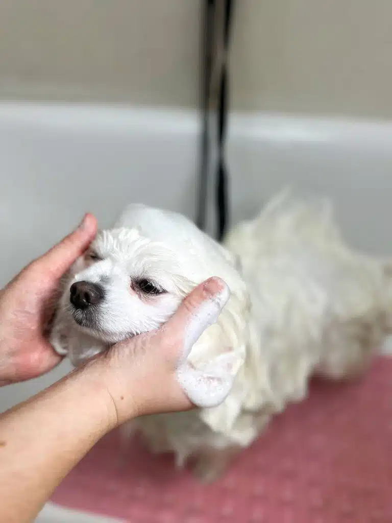 Грумер робить масаж голови білому собаці в ванні, поки професійна косметика діє на шерсті