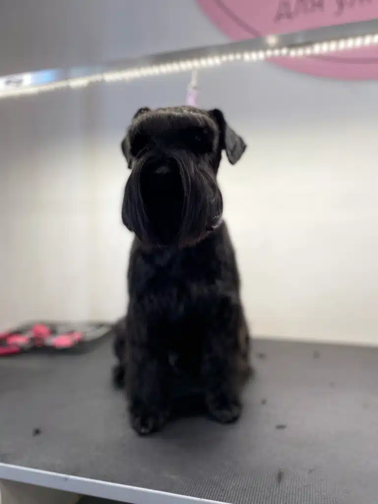 Чорний цвергшнауцер з довгою шерстю над очима та бороді стоїть під світлом довгої лампи над столом