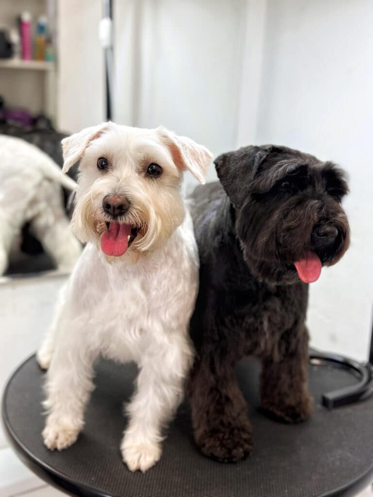 Чорний та білий цвергшнауцери висолопили рожеві язики та дивляться в різні боки