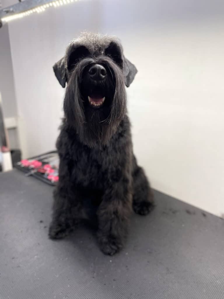 Чорний цвергшнауцер має довгу бороду та брови, які разом підкреслюють породну стрижку