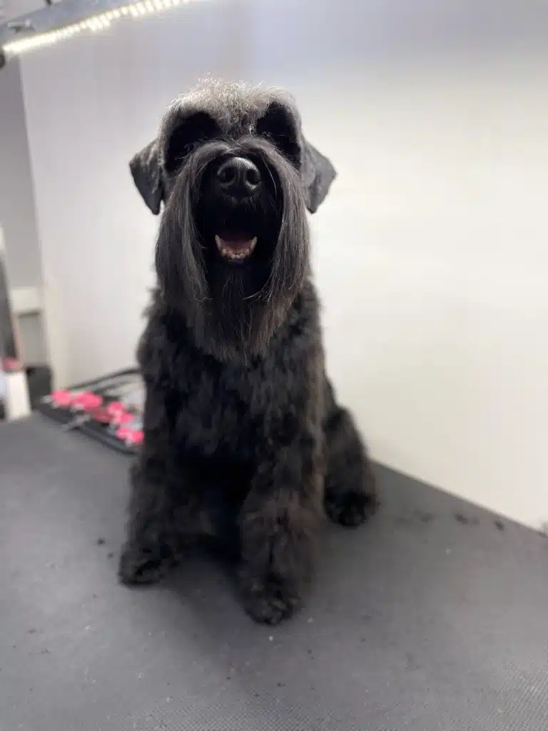 Чорний цвергшнауцер має довгу бороду та брови, які разом підкреслюють породну стрижку