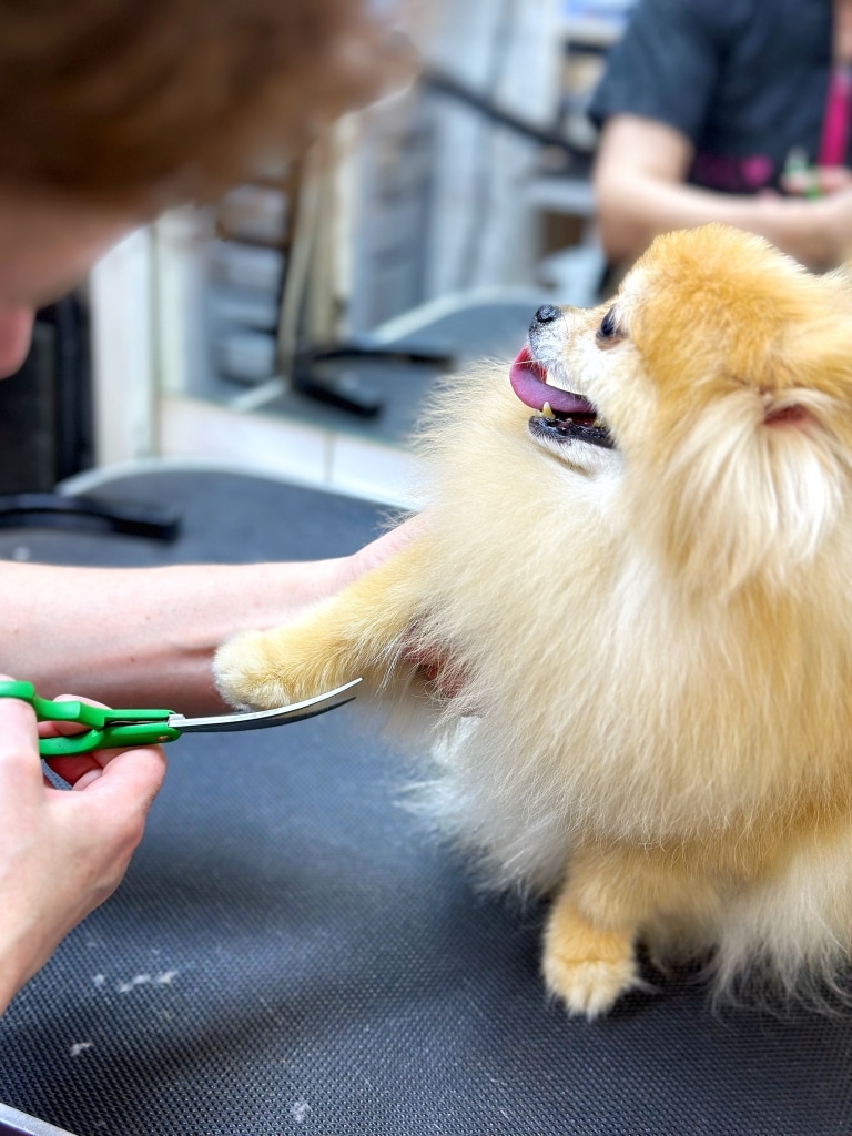 Шпіц дивиться в бік, висолопивши язика, поки грумер стриже лапку зеленими ножицями