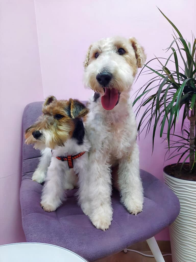 Фокстер'єри вмостились на один фіолетовий стілець біля вазона