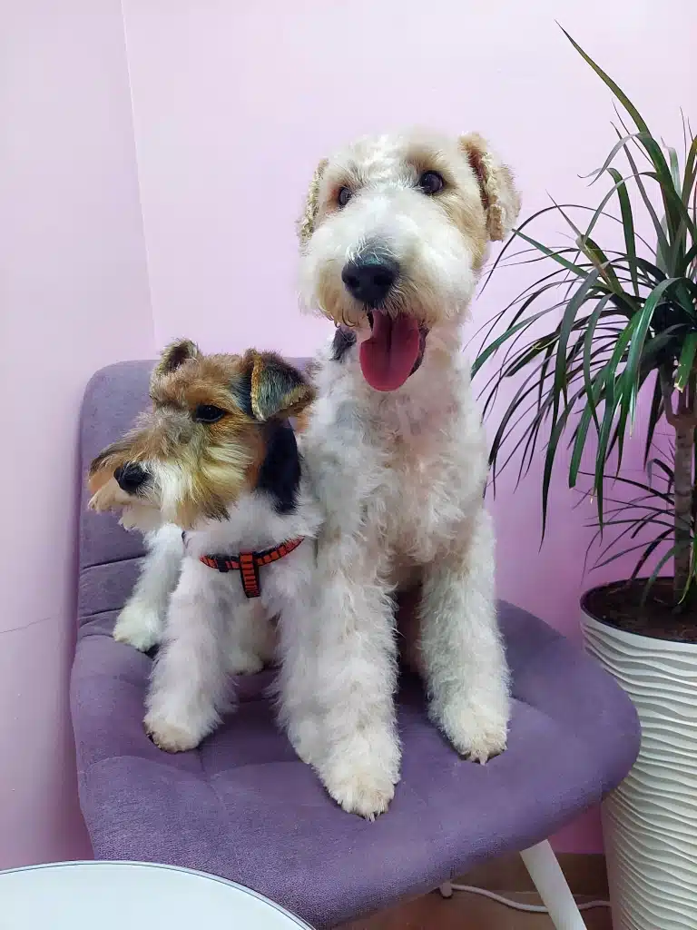 Фокстер'єри вмостились на один фіолетовий стілець біля вазона