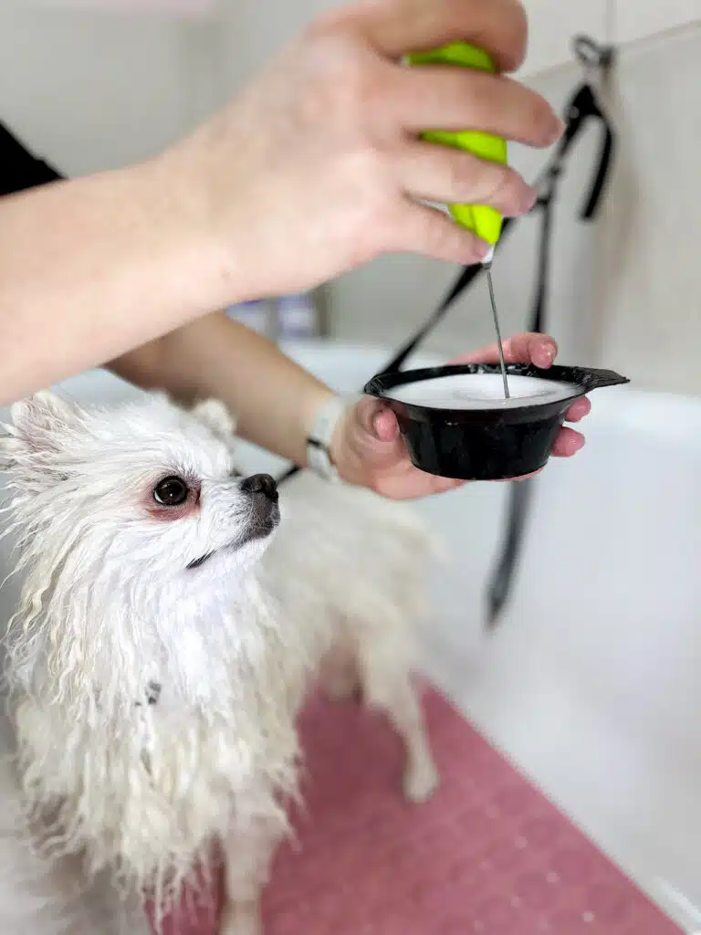 Грумер збиває маску в чорній мисці, щоб нанести її на шерсть білого шпіца