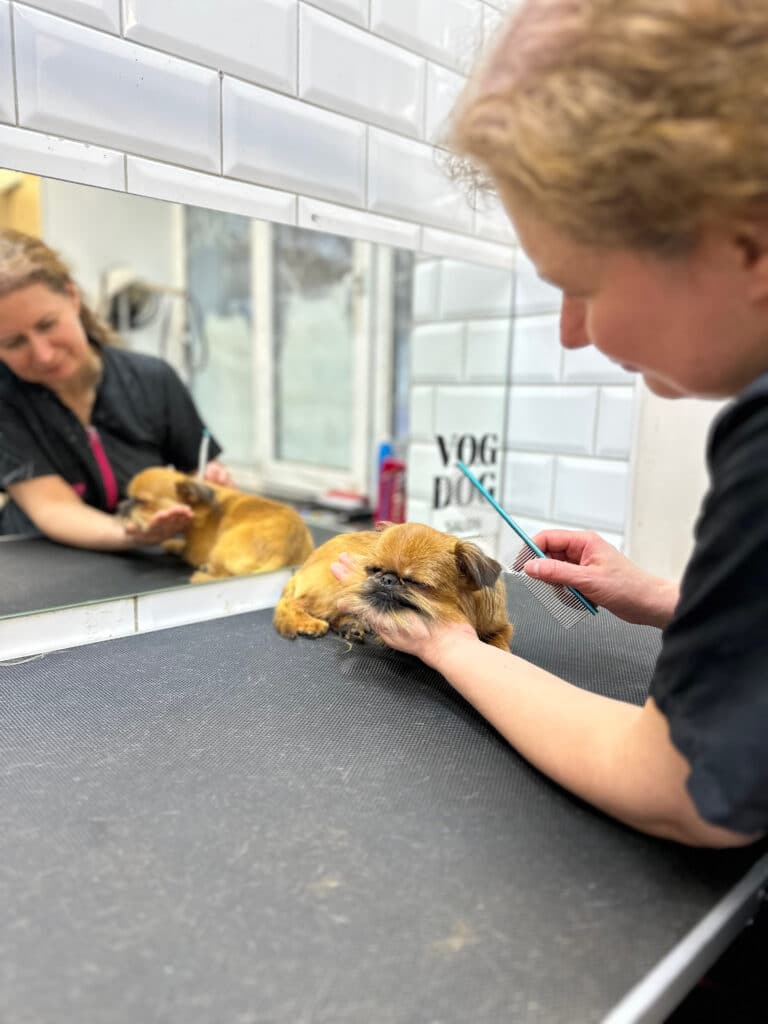 Грифон поклав голову на долоню грумера, яка довгим гребінцем розчісує шерсть на його голові