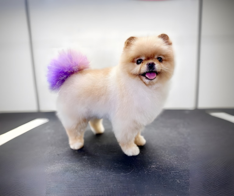 Шпіц, що підстрижений під ведмедика Бу, посміхається після фарбування хвоста у фіолетовий колір