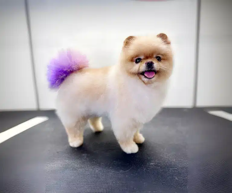 Шпіц, що підстрижений під ведмедика Бу, посміхається після фарбування хвоста у фіолетовий колір
