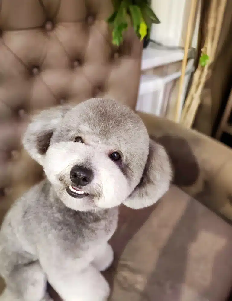 Мальтіпу з сірою шерстю має округлу голову та вушка, які мають повітряну та невагому форму