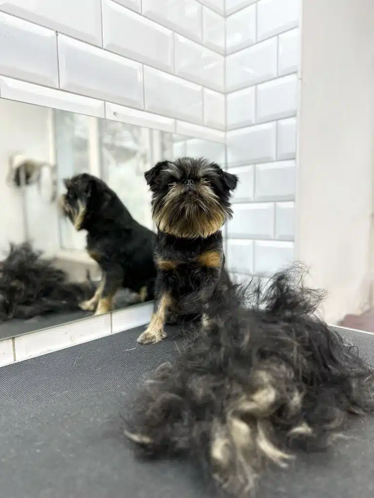 Грифон з квадратною головою сидить перед результатом праці грумера - вичесаною шерстю