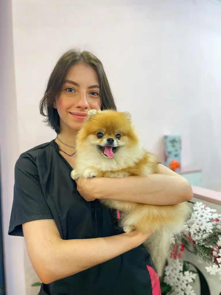 Шпіц лежить в руках дівчини, що вдягнута в чорно-рожеву форму грумера