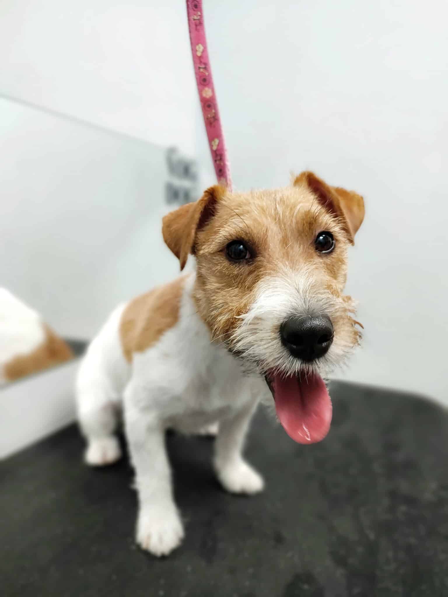 Furminator jack 2024 russell terrier