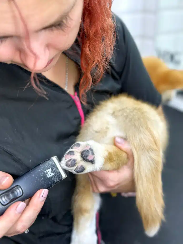 Грумер з рудим волоссям тримером прибирає шерсть між подушечками лап песика зі світлою шерстю