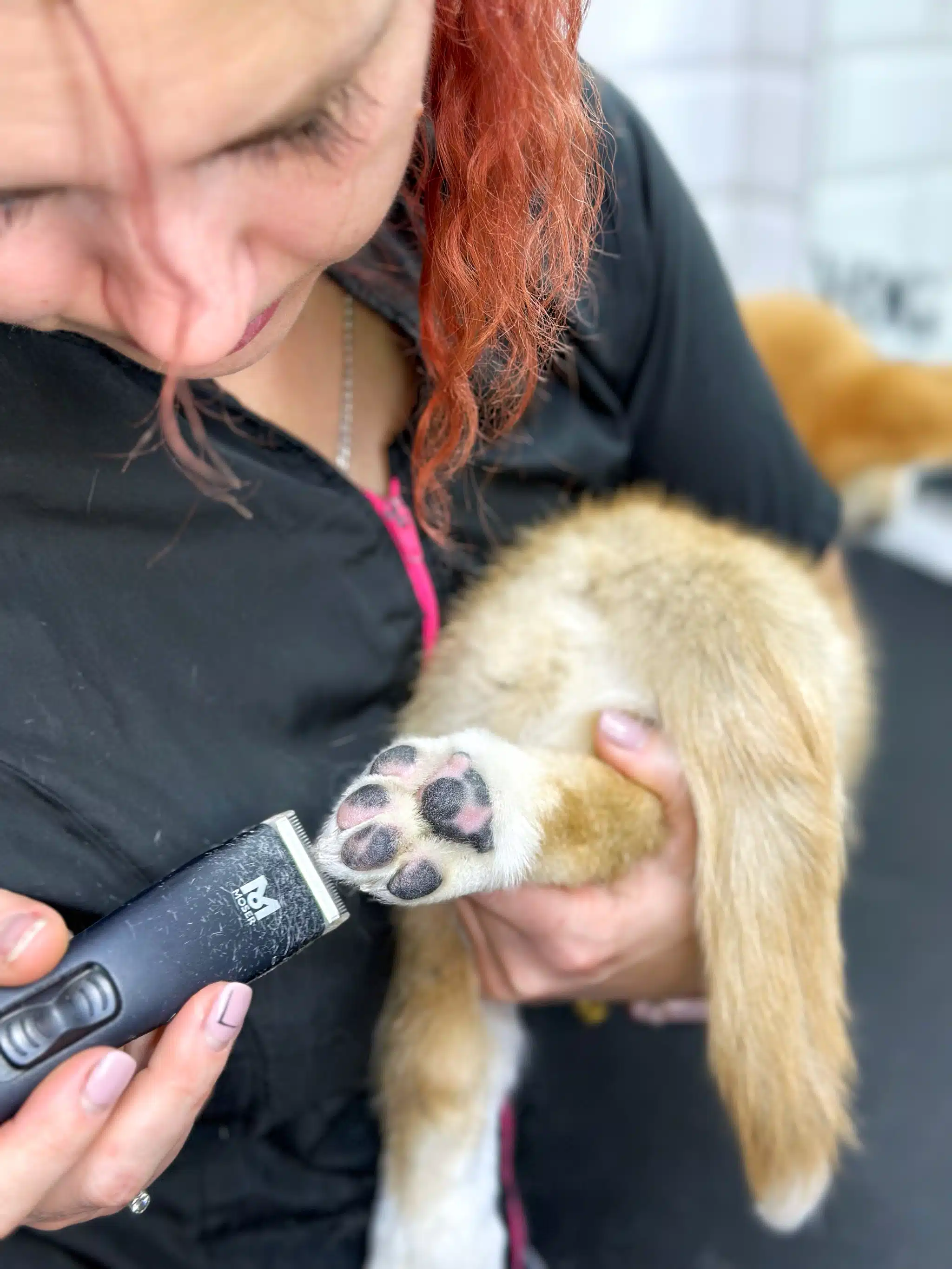 Грумінг лапок цуценя - грумінг салон V.O.G DOG