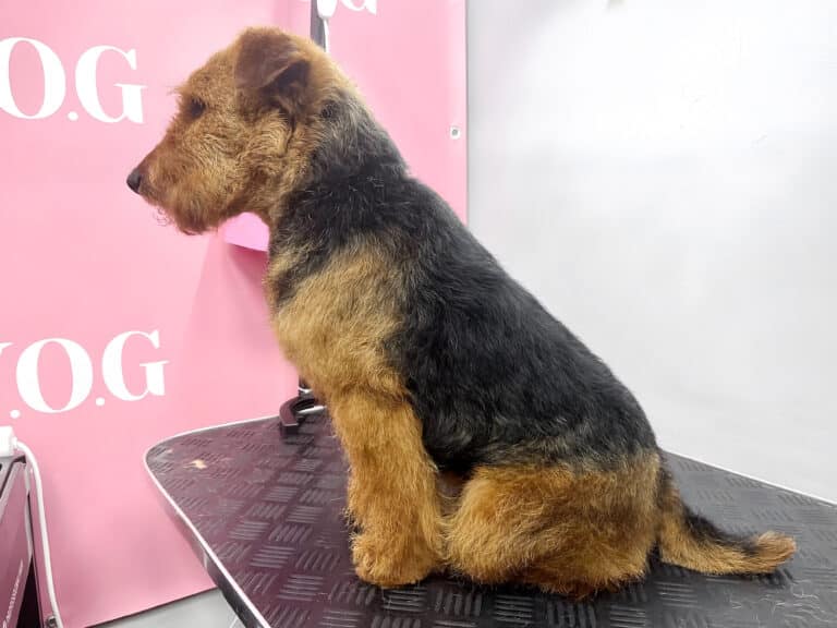 Фокстер'єр сидить бочком на чорному столі біля рожевого банеру в світлій кімнаті