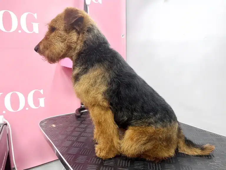 Фокстер'єр сидить бочком на чорному столі біля рожевого банеру в світлій кімнаті