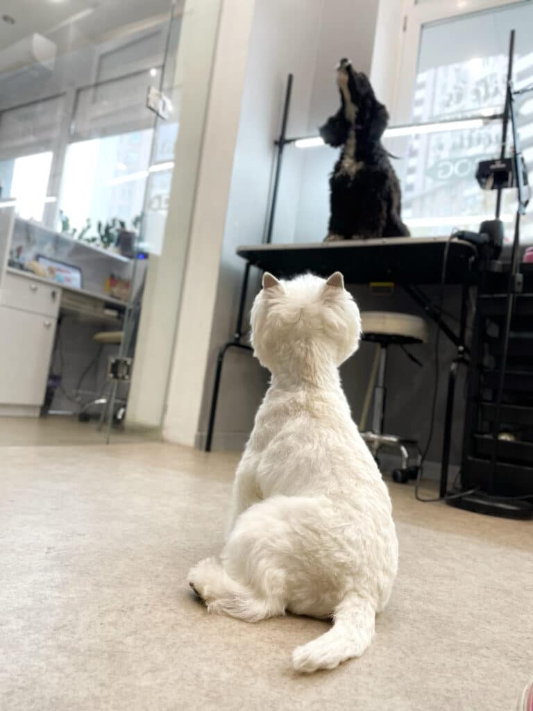 Чорний спанієль з білою грудкою підняв голову до стелі, не бажаючи дивитись на білого веста на підлозі