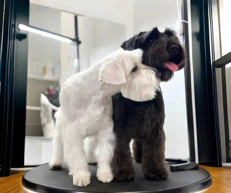 Чорний та білий цверги разом стоять на одному столі, як інь та янь