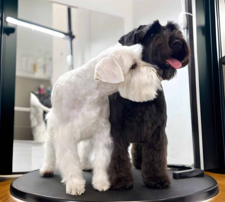 Чорний та білий цверги разом стоять на одному столі, як інь та янь