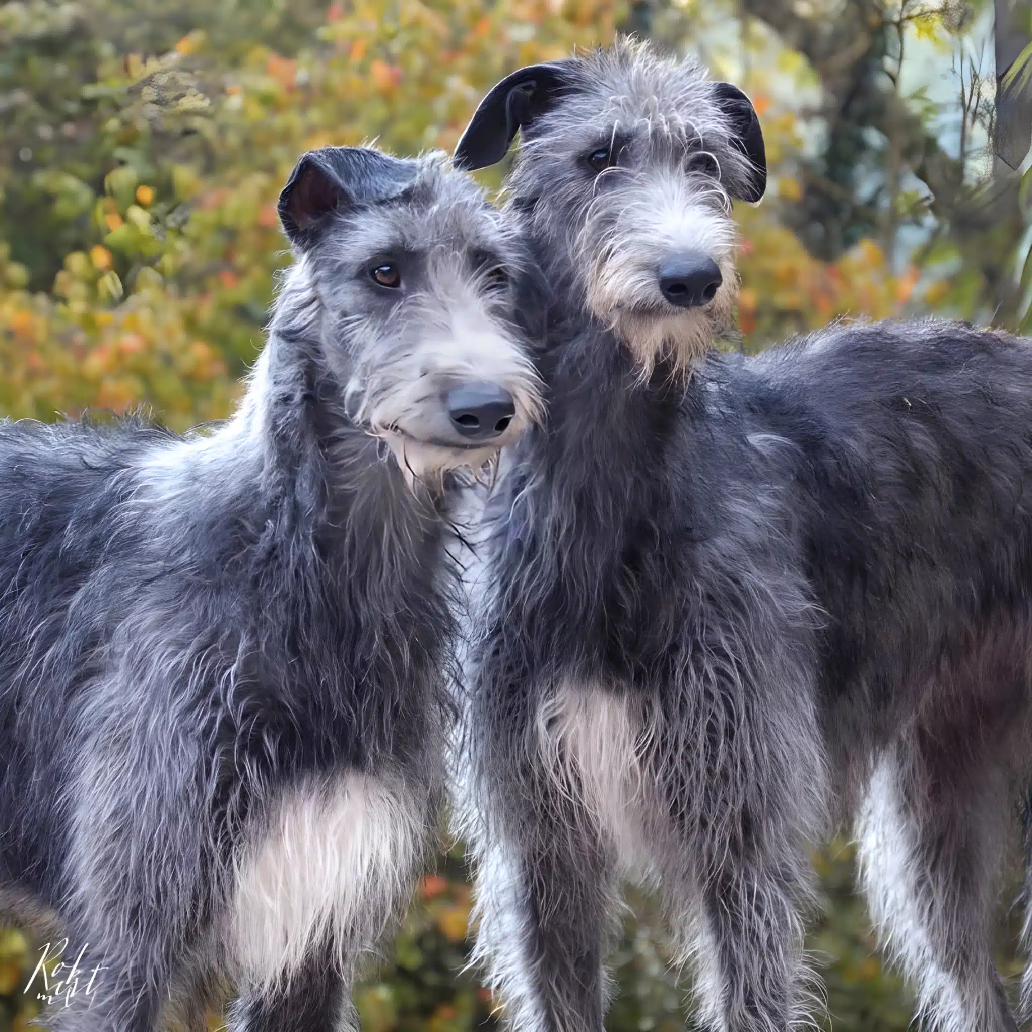 Шотландский дирхаунд Шотландский дирхаунд - груминг салон V.O.G DOG