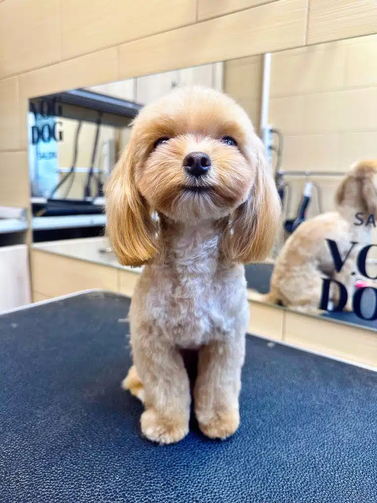 Мальтіпу з короткою стрижкою має довгі вуха та круглу мордочку після зустрічі грумера