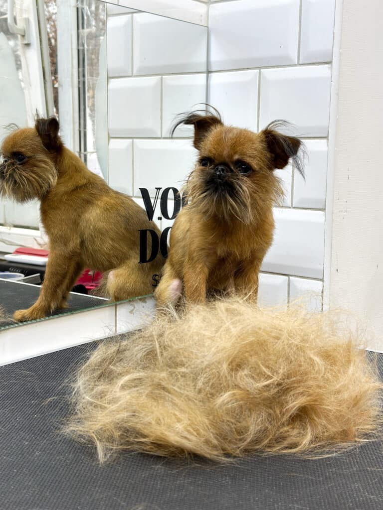 Рудий грифон вмостився в куточку грумерської біля дзеркала перед вичесаним підшерстям