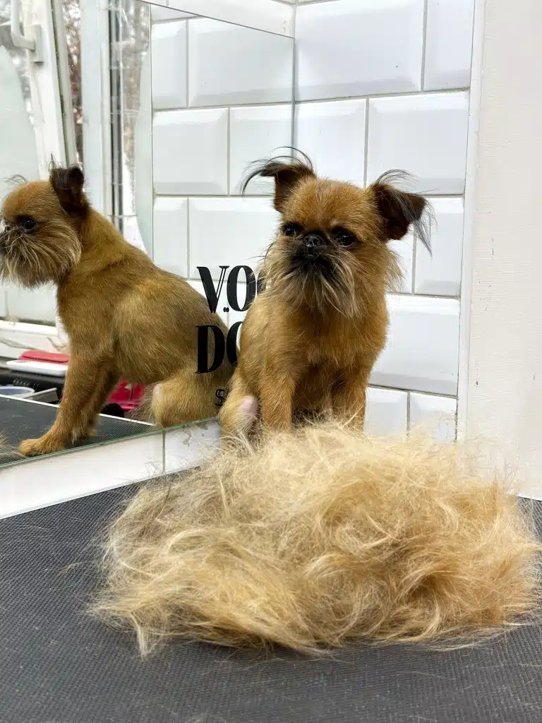 Рудий грифон вмостився в куточку грумерської біля дзеркала перед вичесаним підшерстям