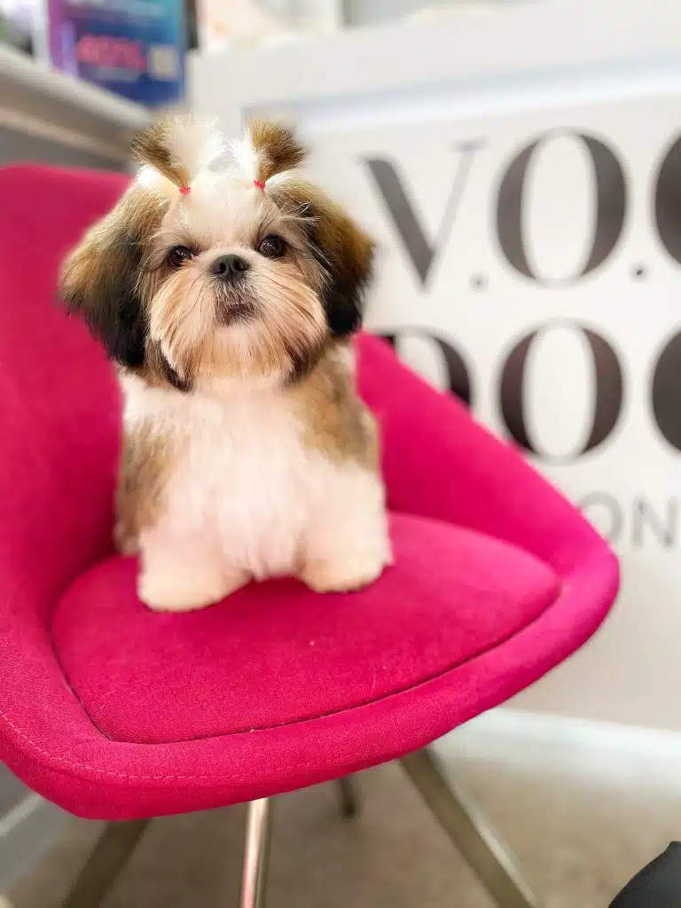 Ши-цу з двома хвостиками сидить на м'якому рожевому кріслі біля приймальної стійки грумінг-салону