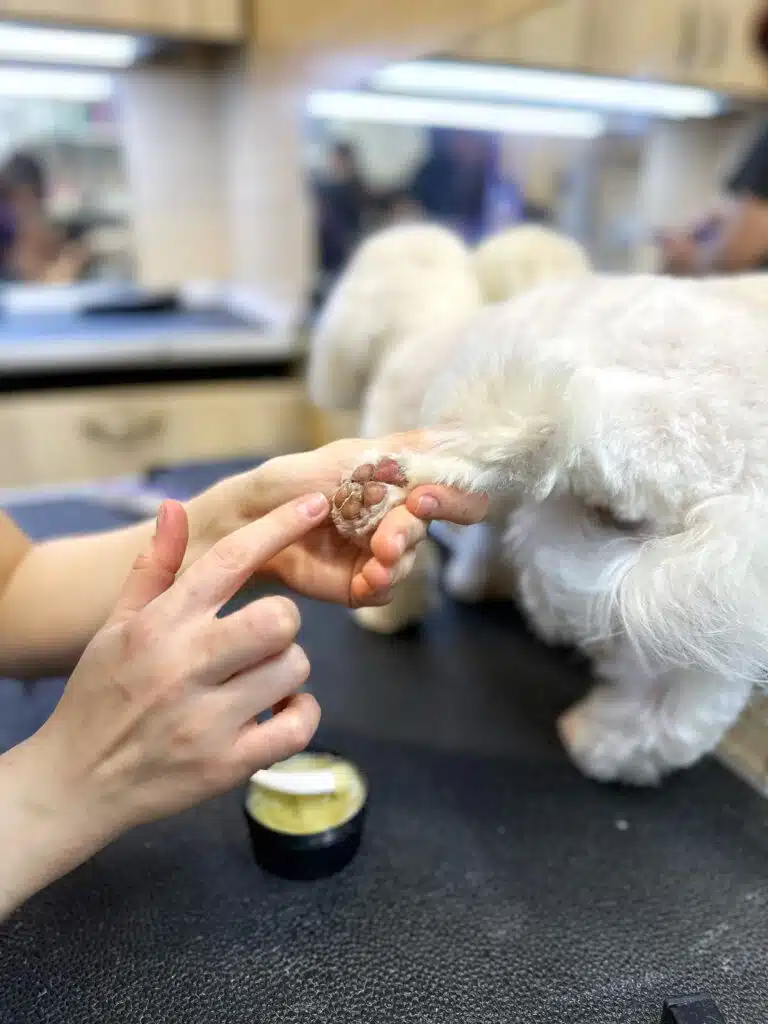 Грумер наносить захисний віск на подушечки лап білого собаки