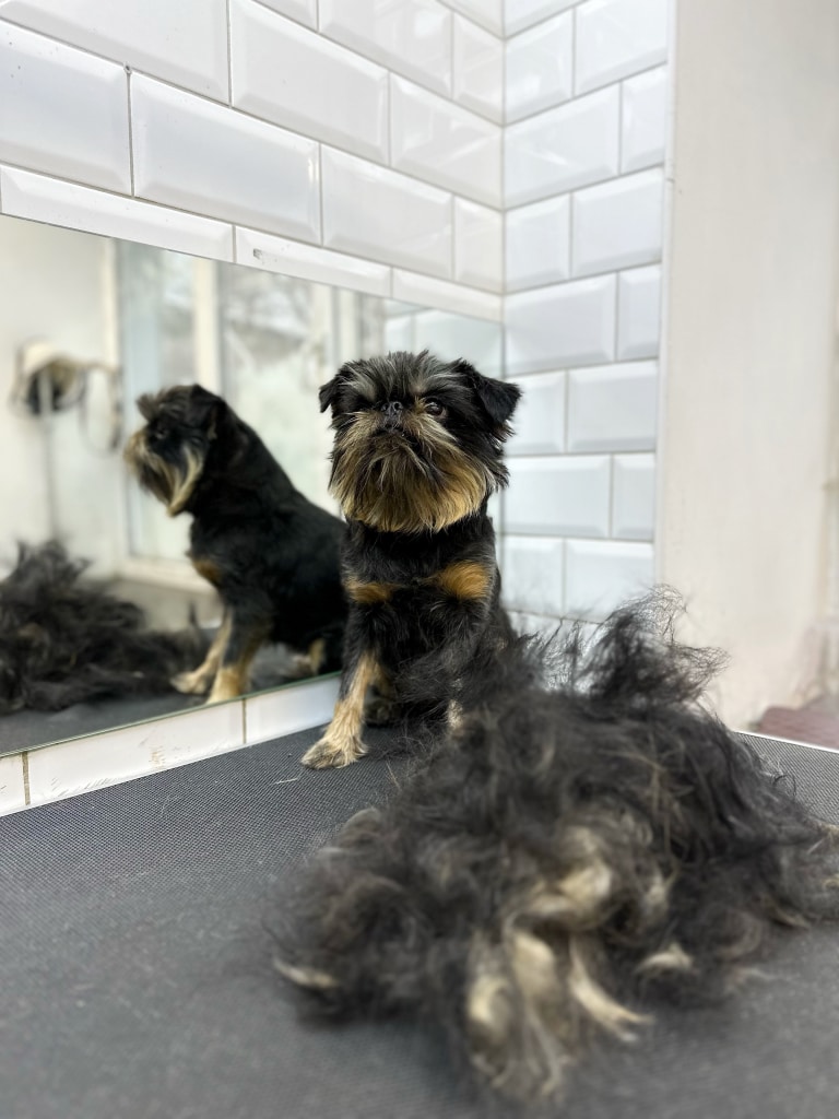 Грифон сидить в кутку грумерської з білою плиткою перед купою вичесаного підшерстя на столі