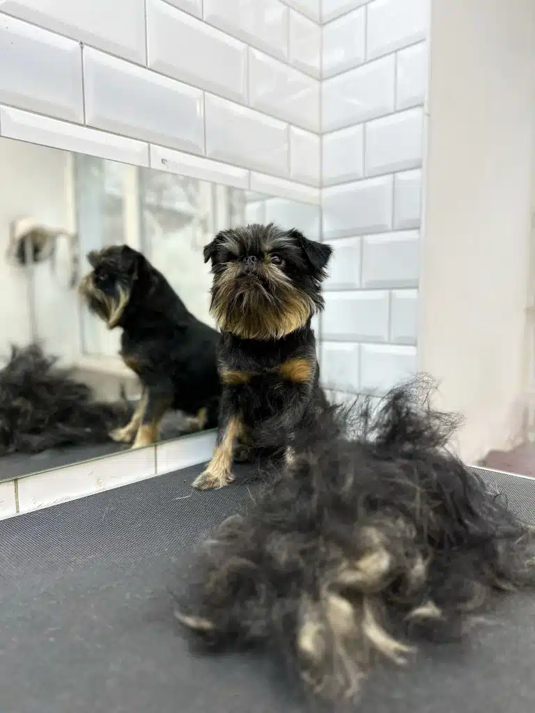 Грифон сидить в кутку грумерської з білою плиткою перед купою вичесаного підшерстя на столі