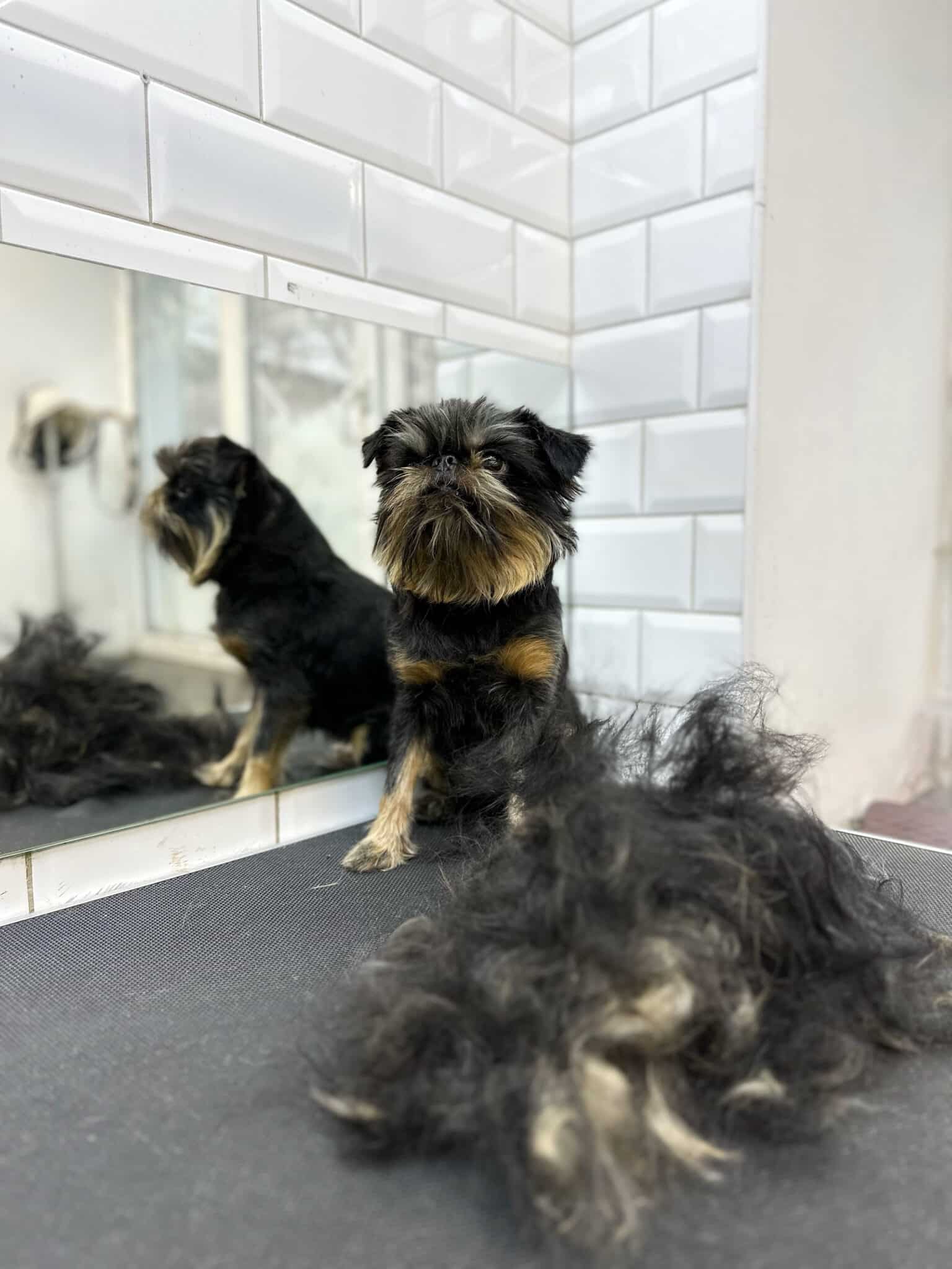 Грифон сидить в кутку грумерської з білою плиткою перед купою вичесаного підшерстя на столі