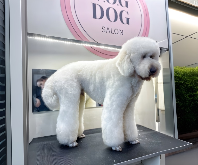 Білий лабрадудль стоїть на чорному столі під круглою вивіскою грумінг-салону рожевого кольору