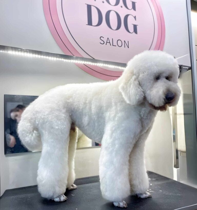 Білий лабрадудль стоїть на чорному столі під круглою вивіскою грумінг-салону рожевого кольору