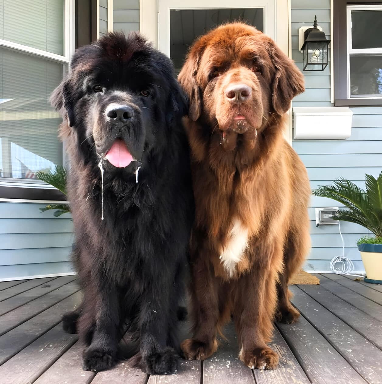 Ньюфаундленд - груминг салон V.O.G DOG