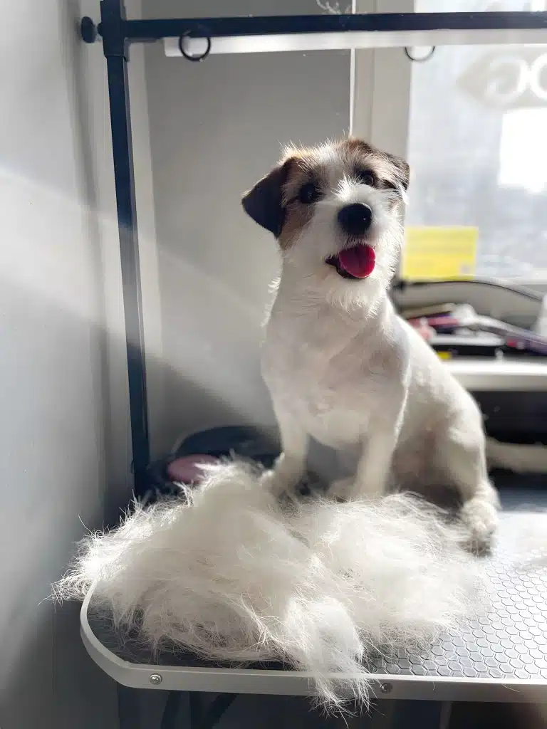 Джек-рассел сидить у сонячних променях поруч з купкою шерсті після тримінгу