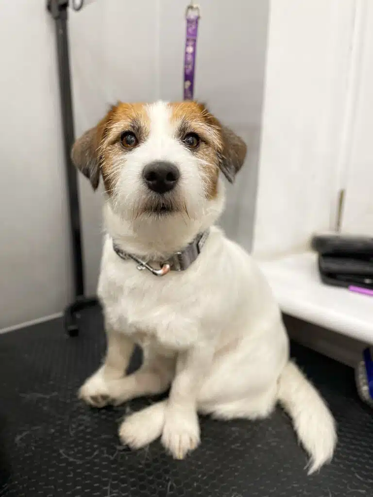 Джек-рассел має білий тулуб, а на голові з двох боків коричневу шерсть, яка пасує коричневому кольору його очей