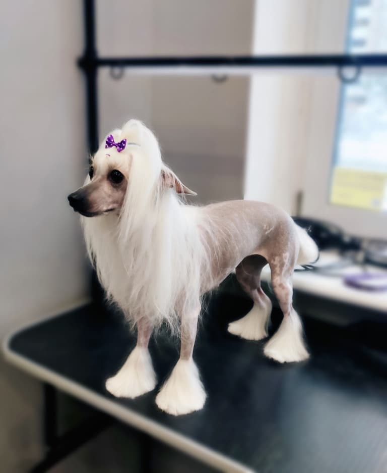 Китайська чубата собака з фіолетовим бантиком на голові має неперевершену гриву та шкарпетки з шерсті