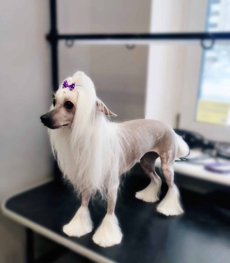 Китайська чубата собака з фіолетовим бантиком на голові має неперевершену гриву та шкарпетки з шерсті