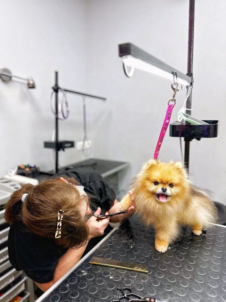 Грумер з заколочкою на голові тримає праву передню лапку шпіца та робить окантовку ножицями