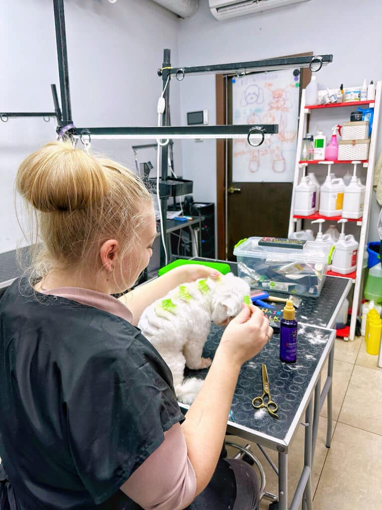 Дівчина фарбує білу шерсть собаки салатовою крейдою, створюючи на спині візерунок
