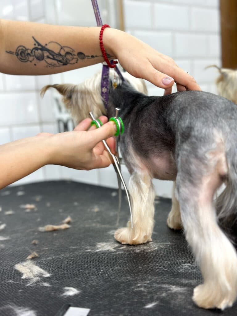 Грумер з червоним браслетом стриже шерсть на передній лапі йорка ножицями з зеленими кільцями