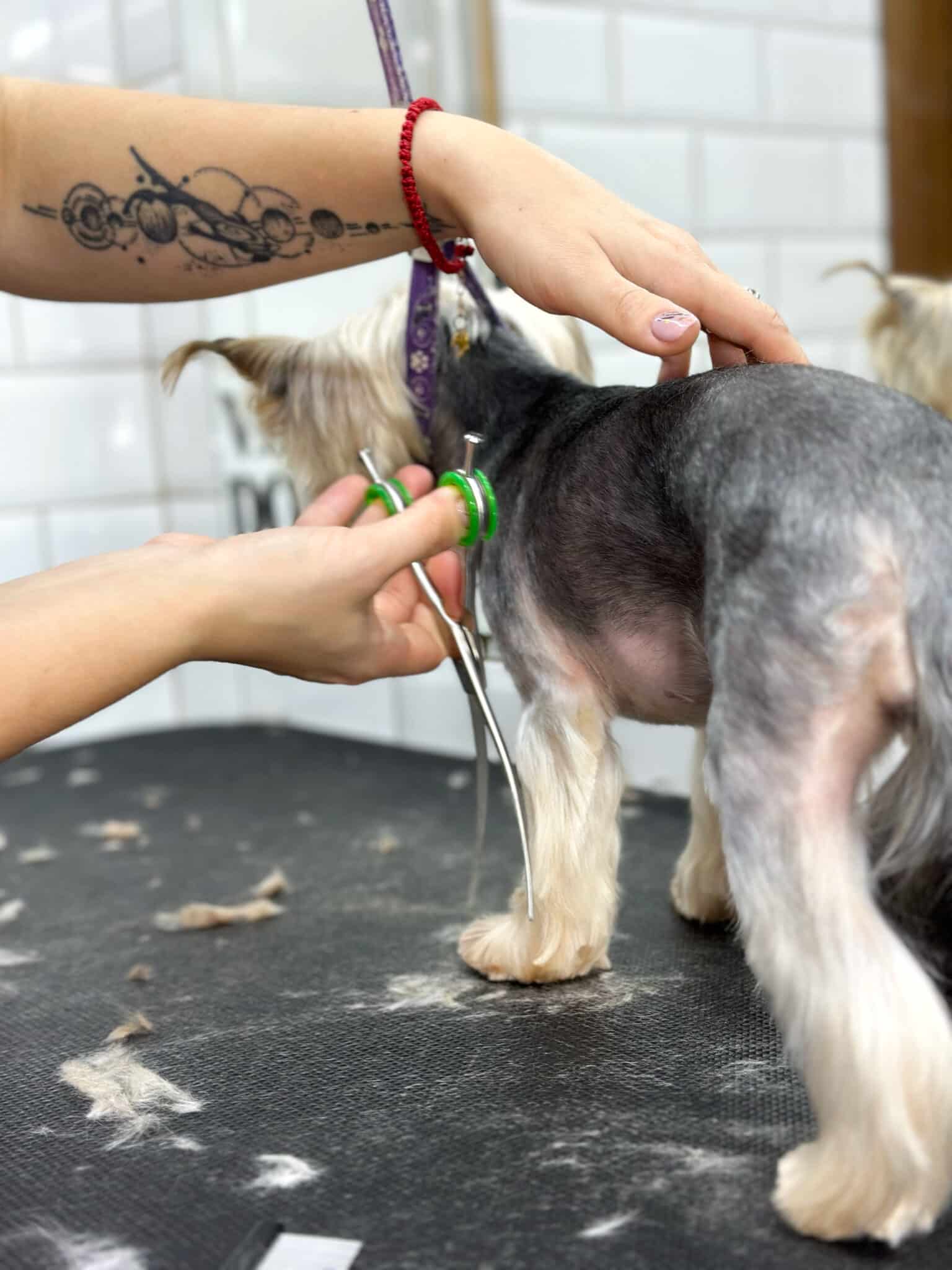 Особенности груминга маленьких собак - груминг салон V.O.G DOG