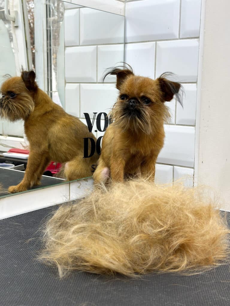 Грифон після тримінгу має сумний вигляд, адже перед ним лежить купа шерсті, яку прибрав грумер