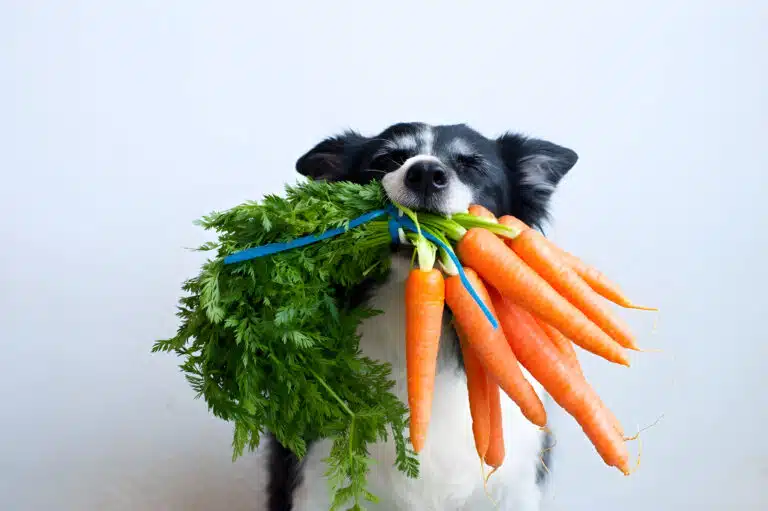 Чорно-білий пес закрив очі та підняв голову, тримаючи в зубах купу морквинок з бадиллям